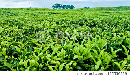 beautiful view of tea plantation with clear sky as background 135536519