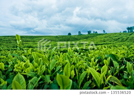 beautiful view of tea plantation with clear sky as background beautiful view of tea plantation with clear sky as background 135536520