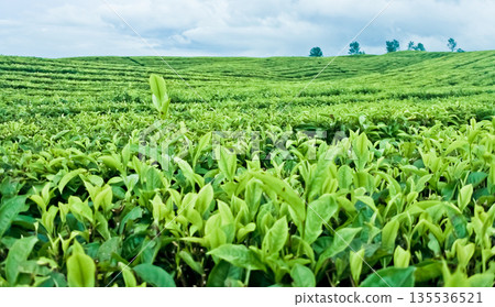 beautiful view of tea plantation with clear sky as background beautiful view of tea plantation with clear sky as background 135536521
