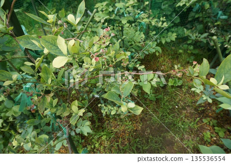 藍莓 135536554