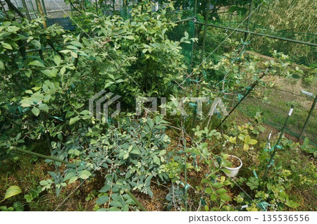 藍莓 藍莓 135536556