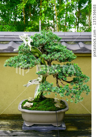 9638 Bonsai 1st place BONSAI 135536688