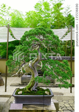 9640 Bonsai BONSAI 9640 Bonsai BONSAI 135536690