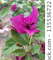 Close-Up Of Bright Magenta Bougainvillea Flower With Green Leaves In A Garden Setting 135536722