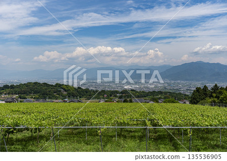 閃耀馬斯喀特田野和南阿爾卑斯城 閃耀馬斯喀特田野和南阿爾卑斯城 135536905