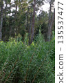 green pine forest in summer 135537477