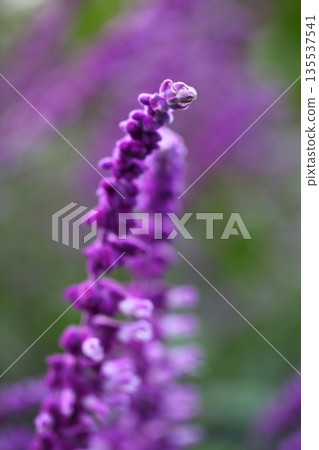 紫水晶鼠尾草花穗 紫水晶鼠尾草花穗 135537541