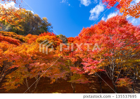 長野縣上名郡箕輪町東之輪－著名的賞楓勝地：紅葉湖（箕輪水壩）和竹野廣場附近絢麗的楓樹 135537695