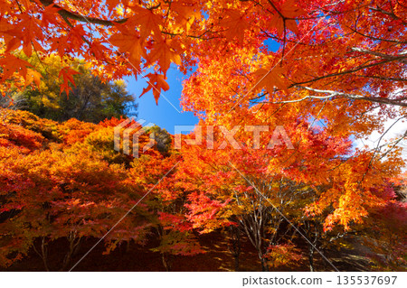 Higashiminowa, Minowa Town, Kamiina District, Nagano Prefecture - A famous spot for viewing autumn leaves: Lake Momiji (Minowa Dam) and vibrant maples near Takenoo Square 135537697