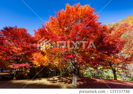 Higashiminowa, Minowa Town, Kamiina District, Nagano Prefecture - A famous spot for viewing autumn leaves: Lake Momiji (Minowa Dam) and vibrant maples near Takenoo Square Higashiminowa, Minowa Town, Kamiina District, Nagano Prefecture - A famous spot for viewing autumn leaves: Lake Momiji (Minowa Dam) and vibrant maples near Takenoo Square 135537786