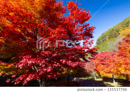Higashiminowa, Minowa Town, Kamiina District, Nagano Prefecture - A famous spot for viewing autumn leaves: Lake Momiji (Minowa Dam) and vibrant maples near Takenoo Square Higashiminowa, Minowa Town, Kamiina District, Nagano Prefecture - A famous spot for viewing autumn leaves: Lake Momiji (Minowa Dam) and vibrant maples near Takenoo Square 135537790