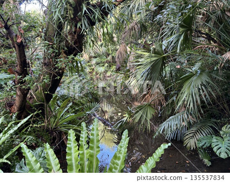 A road lined with tropical plants A road lined with tropical plants 135537834