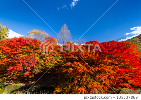 長野縣上名郡箕輪町東之輪－紅葉湖（箕輪水壩）活動廣場附近，絢麗的楓葉與湛藍的天空交相輝映，這裡是著名的賞楓勝地。 135537869