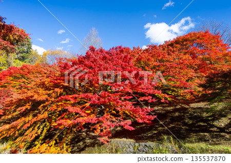 長野縣上名郡箕輪町東之輪－紅葉湖（箕輪水壩）活動廣場附近，絢麗的楓葉與湛藍的天空交相輝映，這裡是著名的賞楓勝地。 135537870