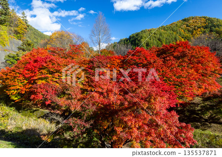 Higashiminowa, Minowa Town, Kamiina District, Nagano Prefecture - Vibrant maples and blue skies near the event plaza at Momiji Lake (Minowa Dam), a famous spot for viewing autumn leaves 135537871