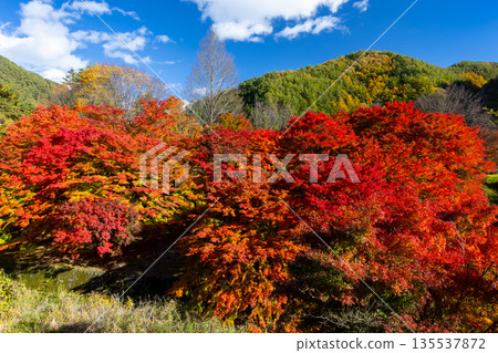 Higashiminowa, Minowa Town, Kamiina District, Nagano Prefecture - Vibrant maples and blue skies near the event plaza at Momiji Lake (Minowa Dam), a famous spot for viewing autumn leaves 135537872