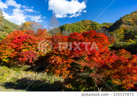 Higashiminowa, Minowa Town, Kamiina District, Nagano Prefecture - Vibrant maples and blue skies near the event plaza at Momiji Lake (Minowa Dam), a famous spot for viewing autumn leaves Higashiminowa, Minowa Town, Kamiina District, Nagano Prefecture - Vibrant maples and blue skies near the event plaza at Momiji Lake (Minowa Dam), a famous spot for viewing autumn leaves 135537873