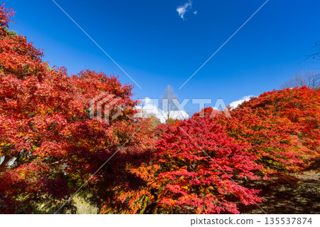 Higashiminowa, Minowa Town, Kamiina District, Nagano Prefecture - Vibrant maples and blue skies near the event plaza at Momiji Lake (Minowa Dam), a famous spot for viewing autumn leaves Higashiminowa, Minowa Town, Kamiina District, Nagano Prefecture - Vibrant maples and blue skies near the event plaza at Momiji Lake (Minowa Dam), a famous spot for viewing autumn leaves 135537874