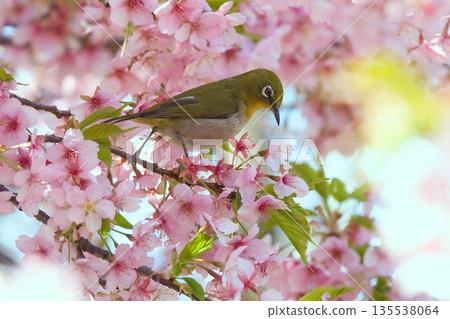 White-eye perched on Kawazu cherry blossoms in full bloom 135538064