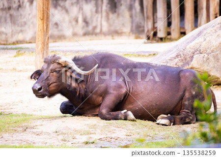 African buffalo at Asa Zoo, Hiroshima African buffalo at Asa Zoo, Hiroshima 135538259