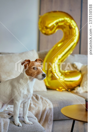 Jack Russell Terrier celebrating second birthday at home 135538588
