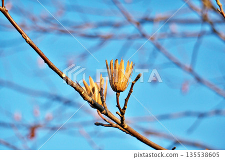 Liriodendron tulipifera (winter, January) 135538605
