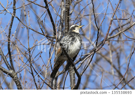 Thrush 135538693