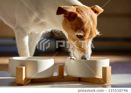 Jack Russell terrier dog eating dry food from bowl at home Jack Russell terrier dog eating dry food from bowl at home 135538746