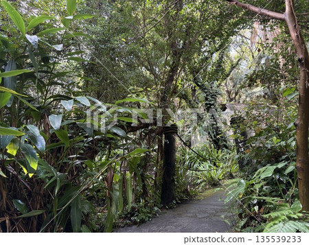 A road lined with tropical plants 135539233
