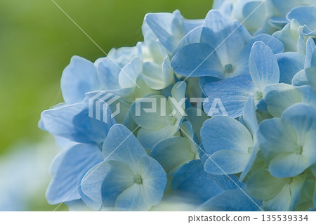 Blue hydrangea Blue hydrangea 135539334