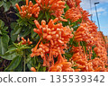 Detail of exotic Pyrostegia venusta flowers in full bloom during the winter season 135539342