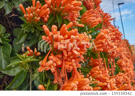 Detail of exotic Pyrostegia venusta flowers in full bloom during the winter season 135539342