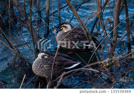 信濃川安城堤岸上的輕毛 信濃川安城堤岸上的輕毛 135539369