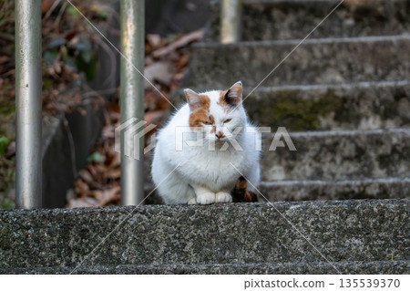一隻三色貓坐在樓梯上 135539370