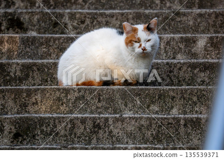 Calico cat sitting on the stairs 135539371