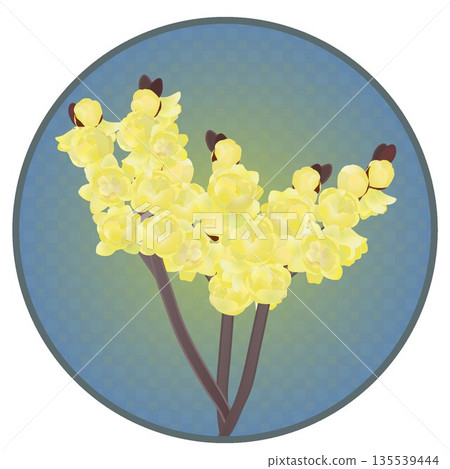 Illustration of wintersweet with a circular background Illustration of wintersweet with a circular background 135539444