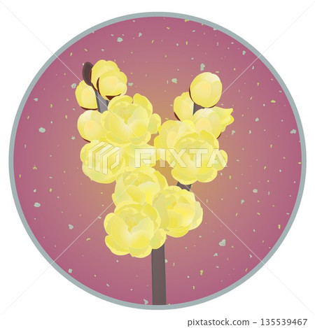 Illustration of wintersweet with a circular background 135539467