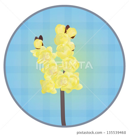 Illustration of wintersweet with a circular background Illustration of wintersweet with a circular background 135539468