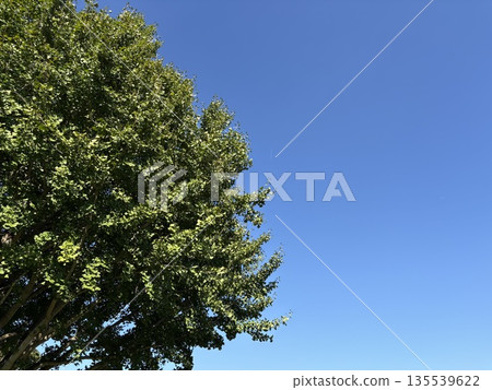 Fresh greenery shining against the blue sky Fresh greenery shining against the blue sky 135539622