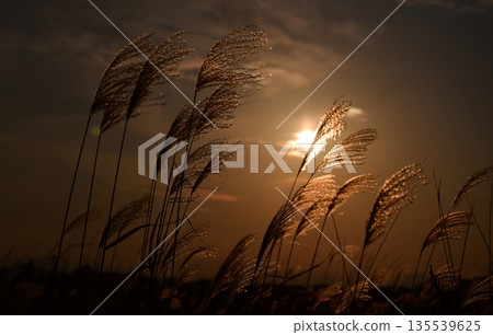 Susuki被日落照亮 Susuki被日落照亮 135539625