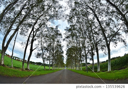 白樺拱門 135539626