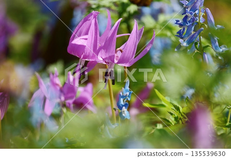 Brilliantly blooming erythronium flowers Brilliantly blooming erythronium flowers 135539630