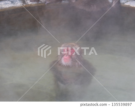 Even monkeys take a hot spring bath in Hakodate in winter 135539897