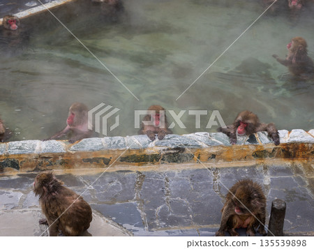 冬天，連猴子也會在函館泡溫泉。 135539898