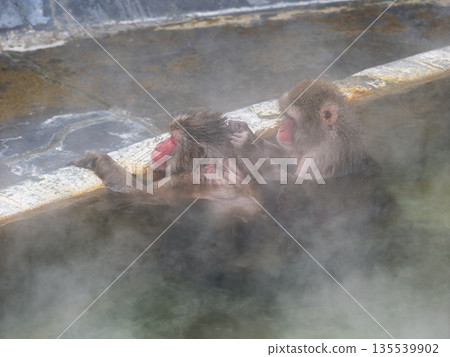 Even monkeys take a hot spring bath in Hakodate in winter Even monkeys take a hot spring bath in Hakodate in winter 135539902