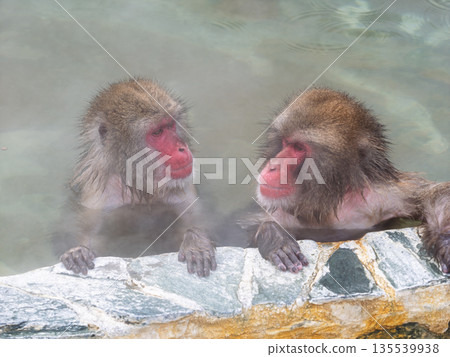 冬天，連猴子也會在函館泡溫泉。 135539938