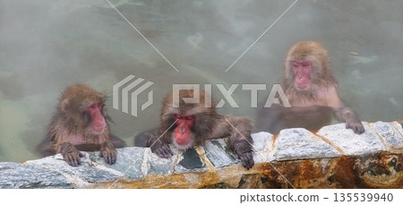 Even monkeys take a hot spring bath in Hakodate in winter 135539940