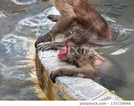 Even monkeys take a hot spring bath in Hakodate in winter 135539946