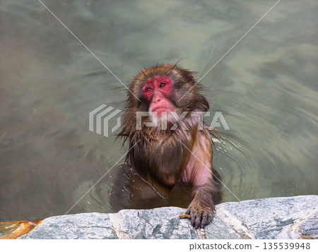 Even monkeys take a hot spring bath in Hakodate in winter 135539948