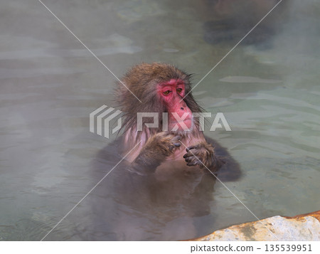 Even monkeys take a hot spring bath in Hakodate in winter 135539951
